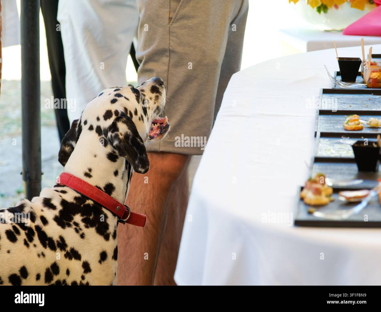 Dalmatiner-Hund (Canis lupus familiaris) beobachtet einen Catering-Tisch bei einer Veranstaltung im Freien Stockfoto