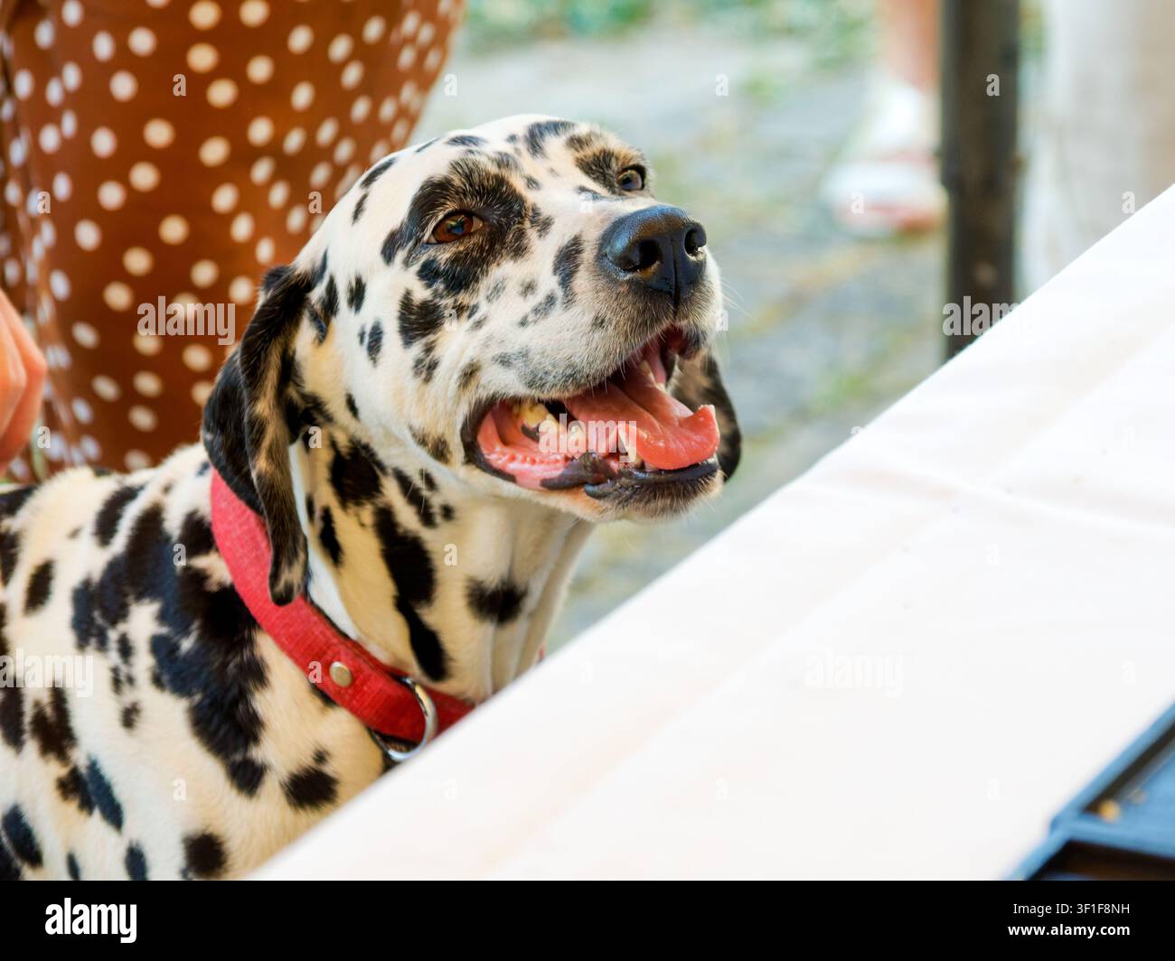 Dalmatiner-Hund (Canis lupus familiaris) beobachtet einen Catering-Tisch bei einer Veranstaltung im Freien Stockfoto