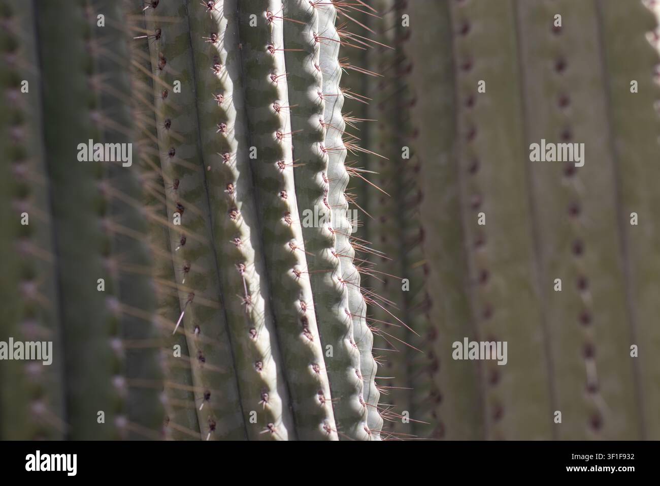 Nahaufnahme von leicht gewellten vertikalen Kaktusrippen mit sonnenbeschienenen Dornen im scharfen Fokus. Selektive Fokussierung betont die Textur und erzeugt eine warme Wüstenatmosphäre Stockfoto