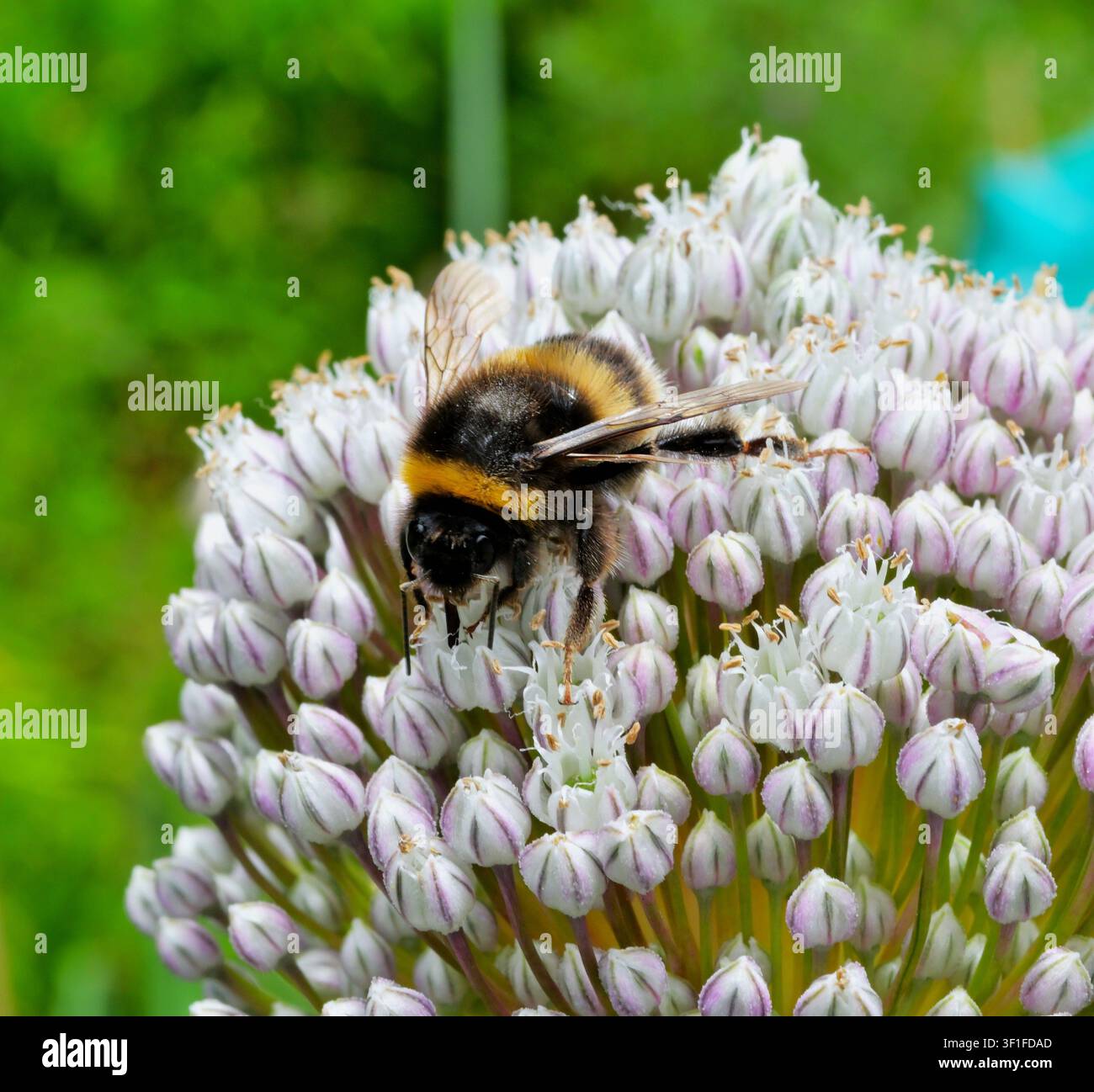 Nahaufnahme einer Hummel, die sich am Blütenkopf von Allium nährt. Stockfoto