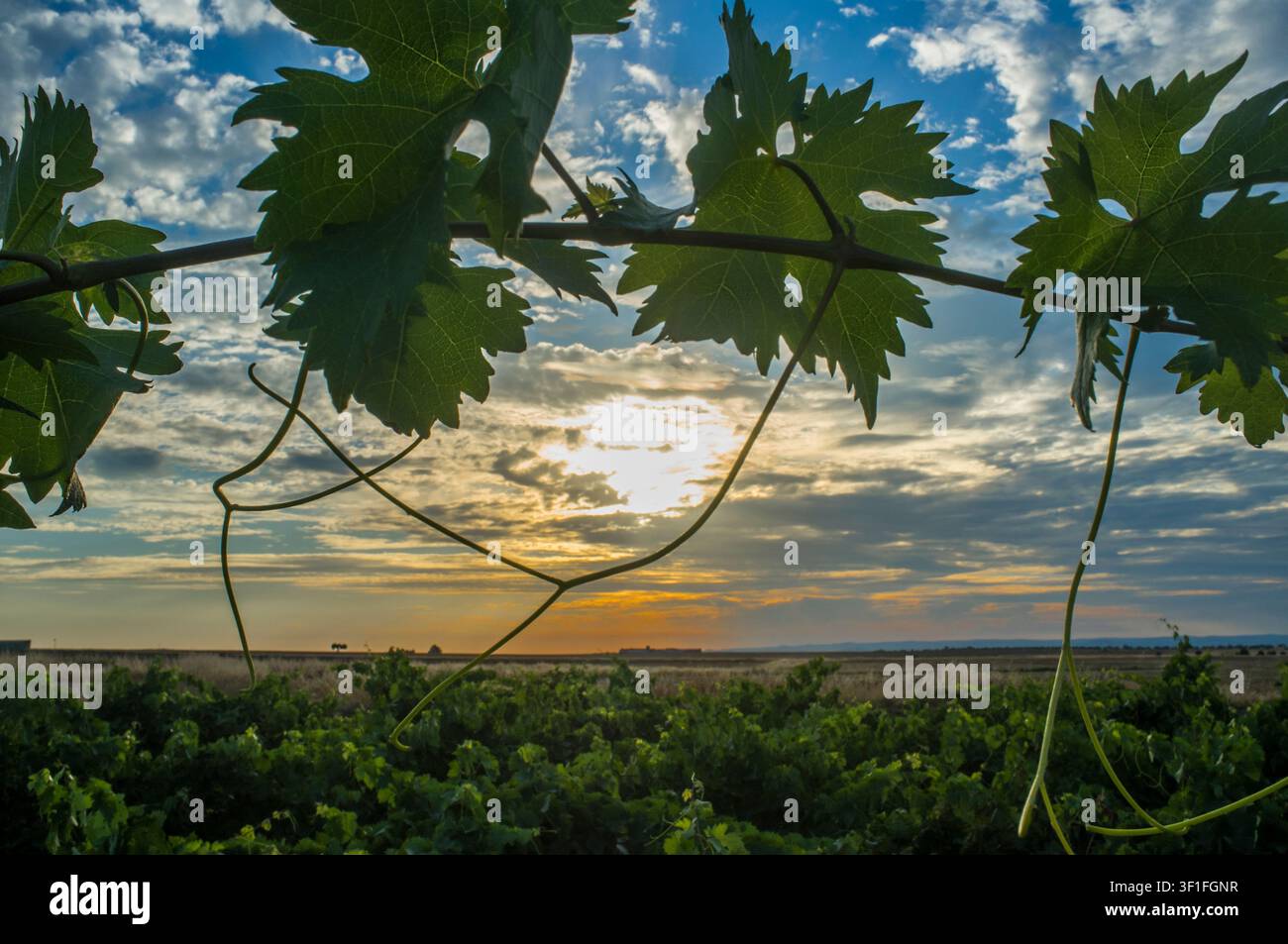 Weinplantage im Licht des Junisonnens und unter wolkigem blauem Himmel Stockfoto