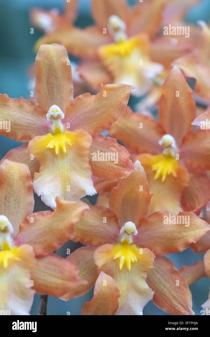 Zarte orangefarbene Tanzlady-Orchideen in Blüte Stockfoto
