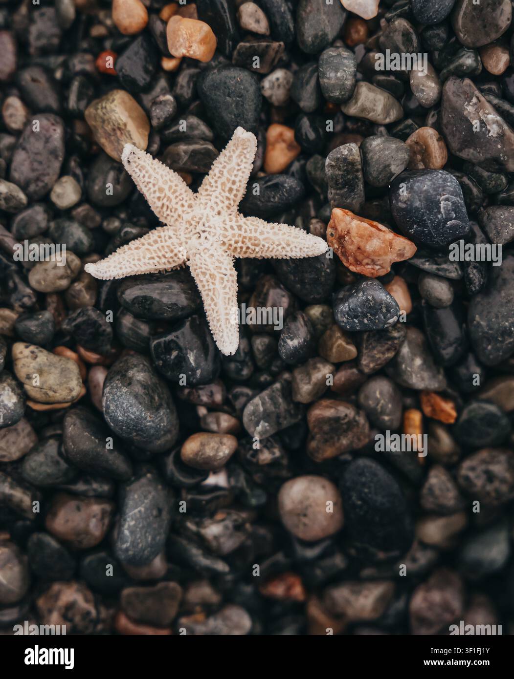 Nahaufnahme eines weißen Seeigel-Skeletts auf nassen Strandfelsen Stockfoto