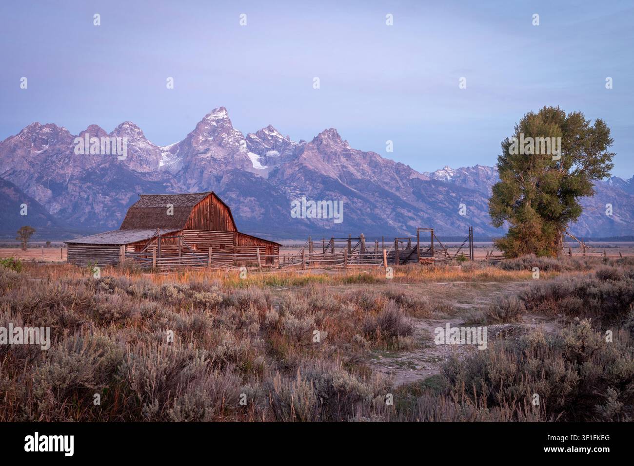 Historische Holzscheune und einsame Birke vor dem schneebedeckten Teton Stockfoto