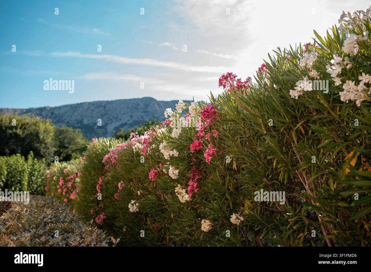 Lebendige rosa und weiße Oleanderblüten, die entlang eines üppigen Grüns blühen Stockfoto