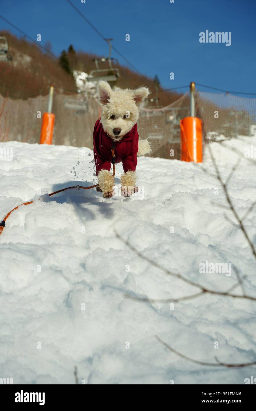 Energetischer Hund rennt durch Schnee in Winterkleidung Stockfoto