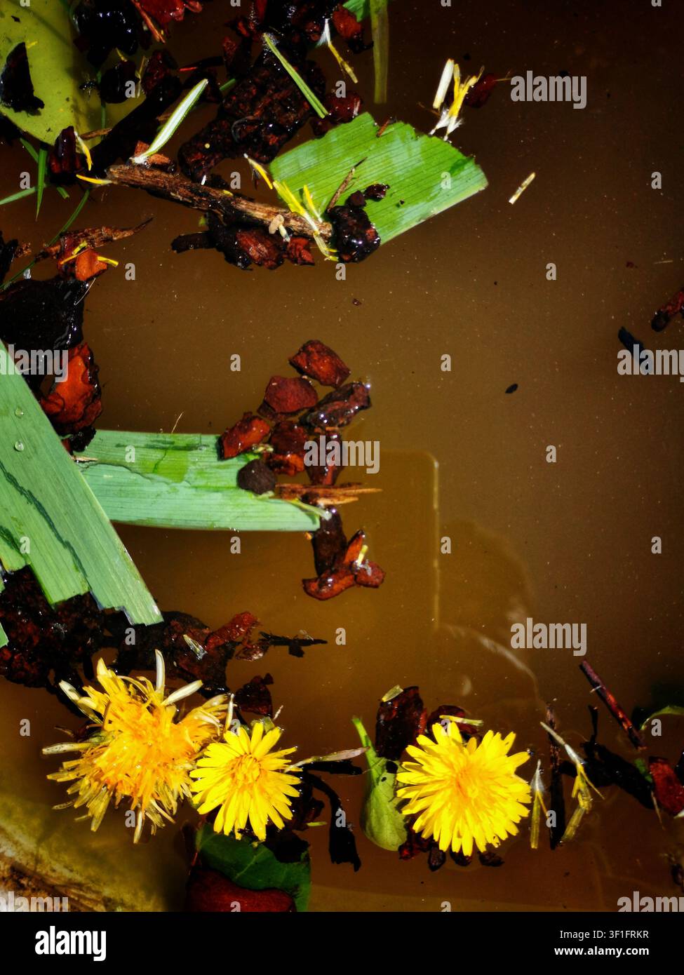 Drei lebhafte gelbe Löwenzähne, grüne Blätter und verschiedene Stücke organischen Abfalls treiben auf der Oberfläche von ruhigem, braunem Wasser. - Smartphone-aufgenommenes Stockfoto