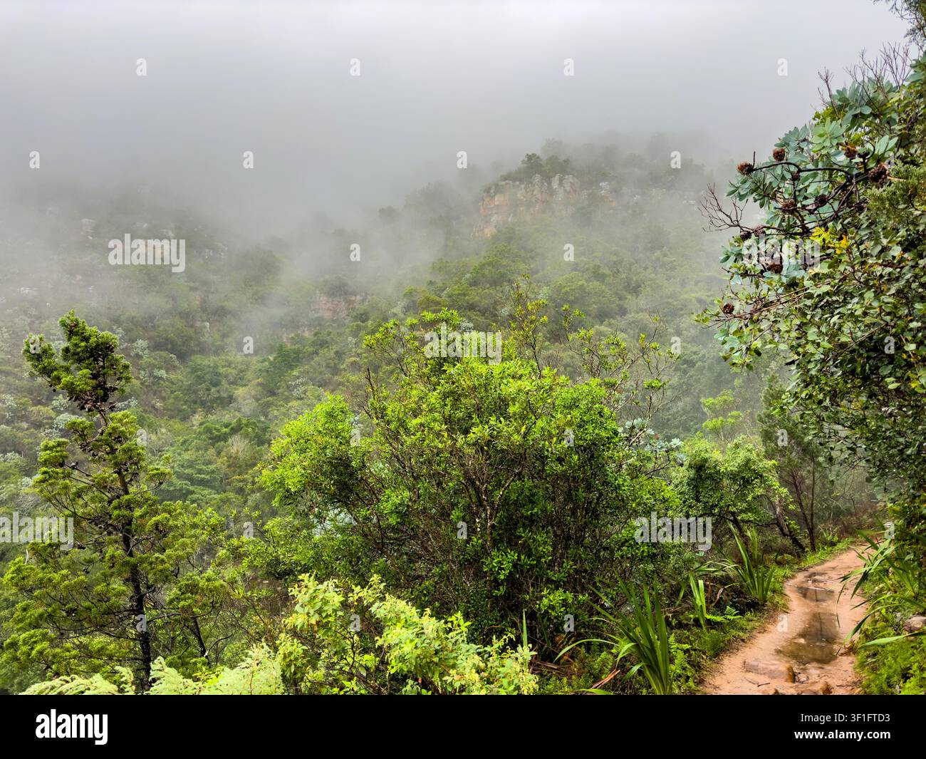 Geheimnisvoller Wanderweg durch dichten Bergwald in Kapstadt, Südafrika Stockfoto