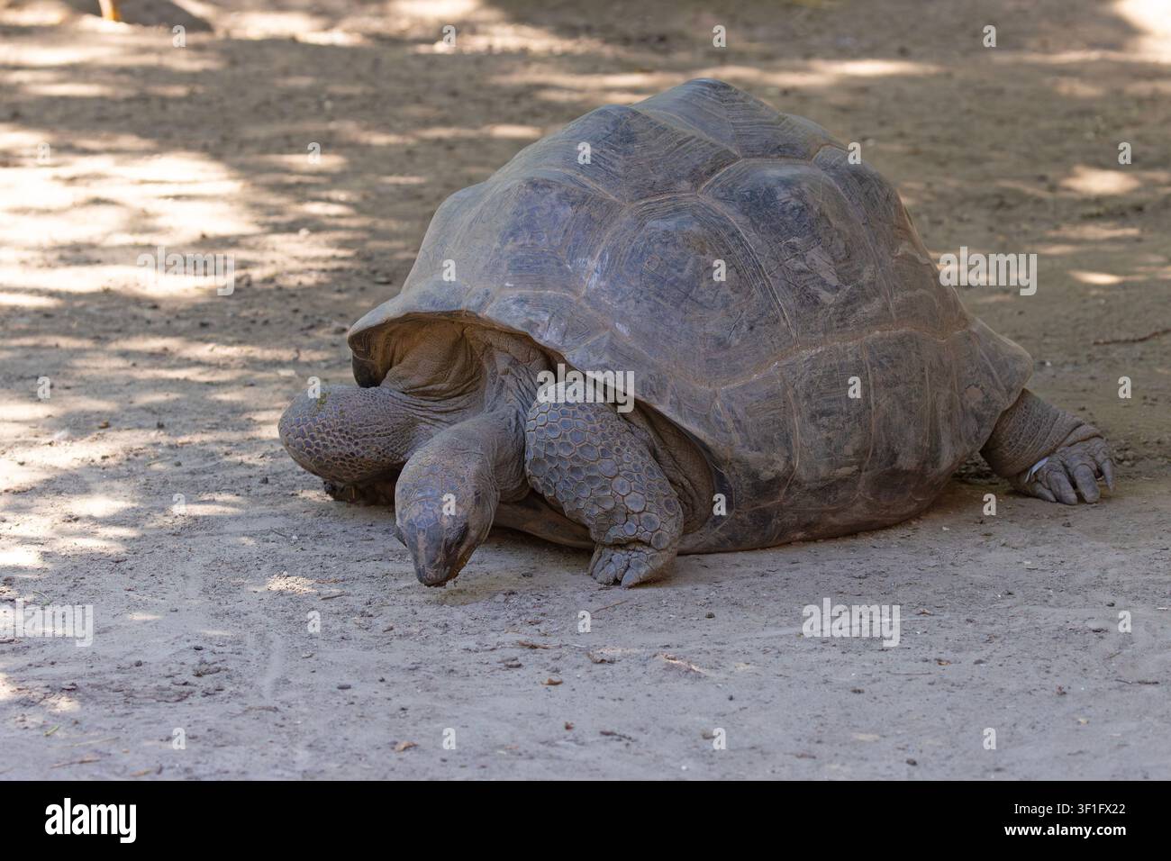 Aldabara-Gigantenschildkröte, die auf dem sandigen Boden im Zoo Budapest, Ungarn, ruht. Stockfoto