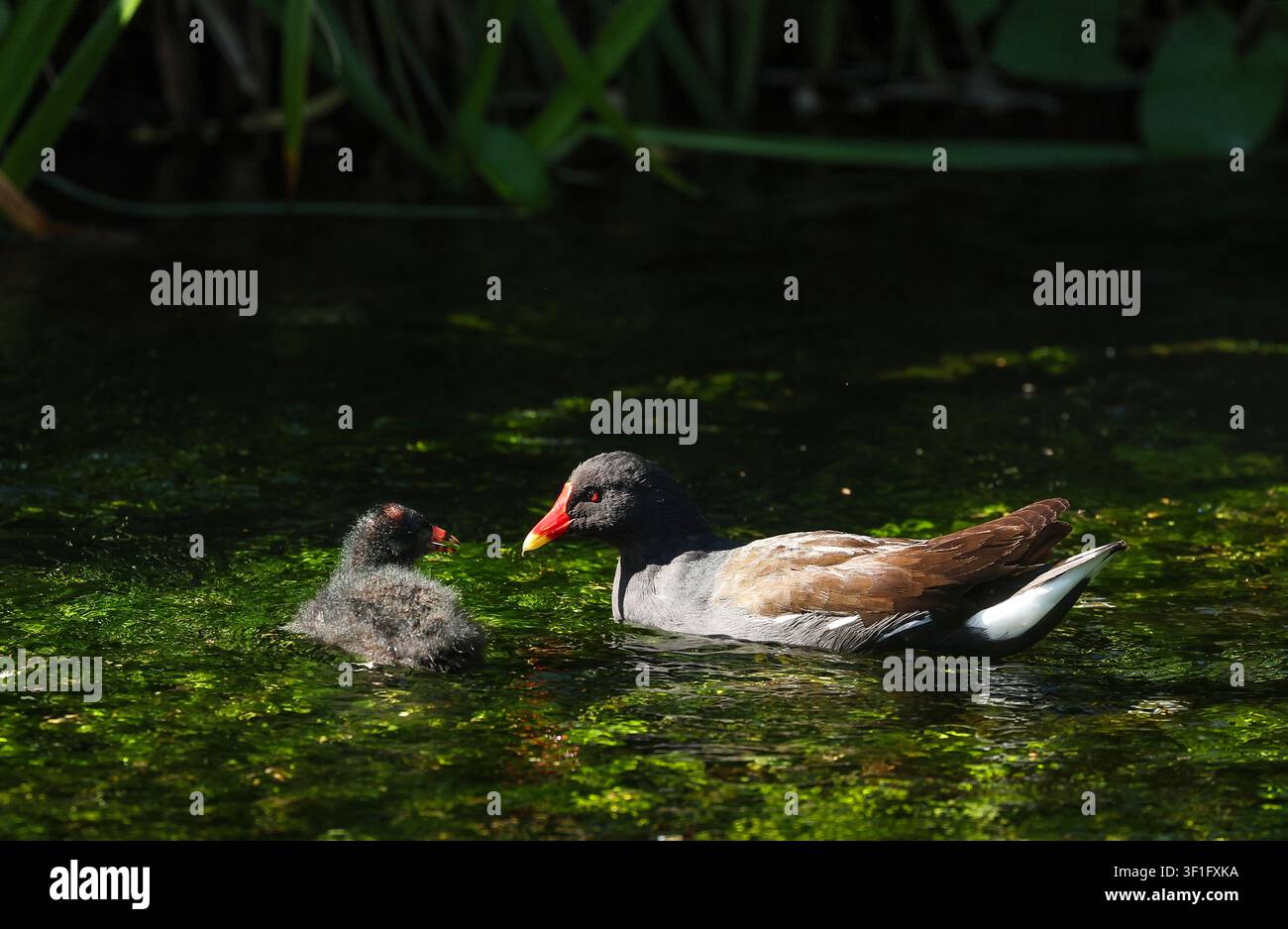 Moorhuhn und Küken abgebildet am Fluss Itchen in Winchester, UK Stockfoto