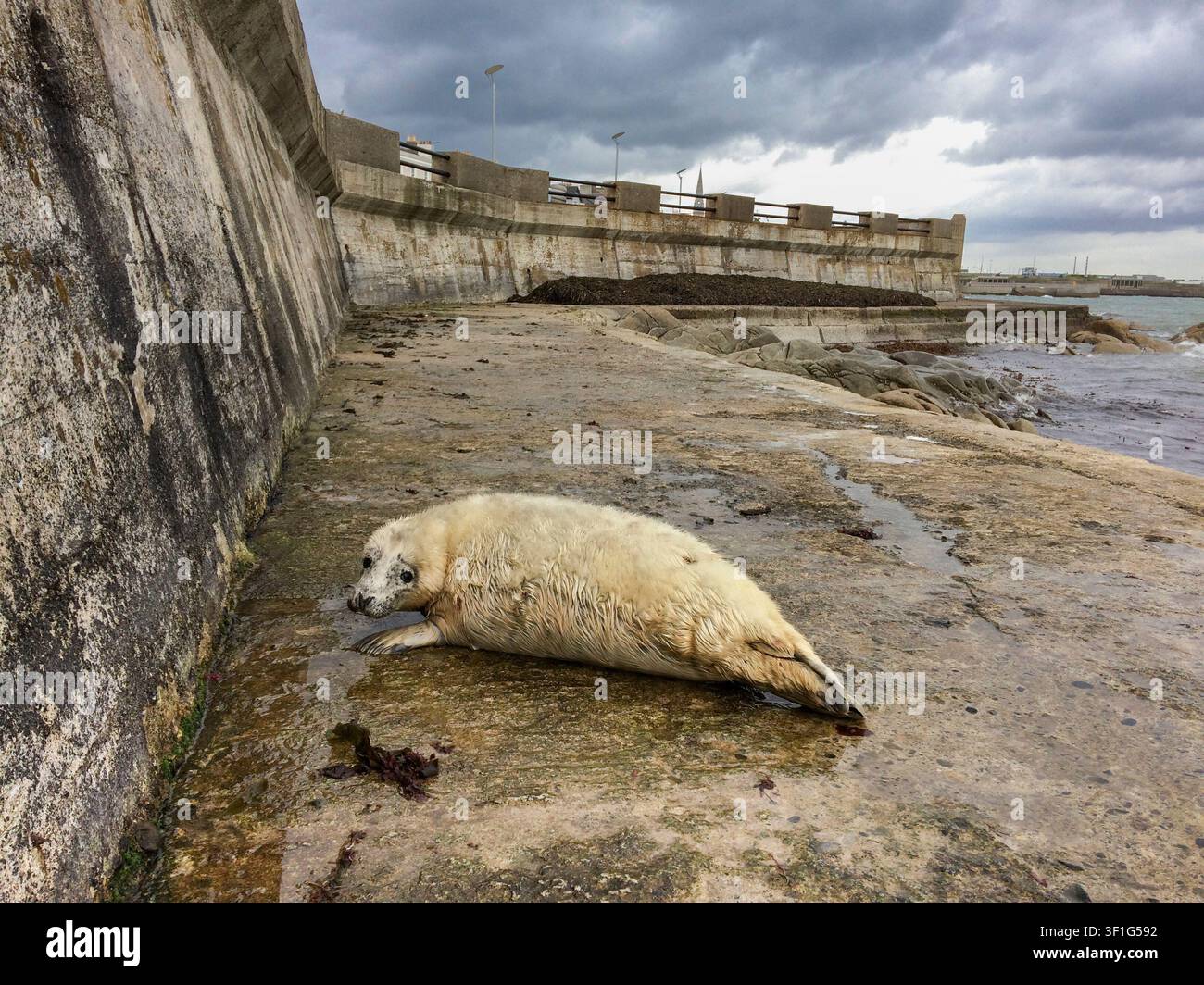 angestrandetes Robbenjunge Stockfoto