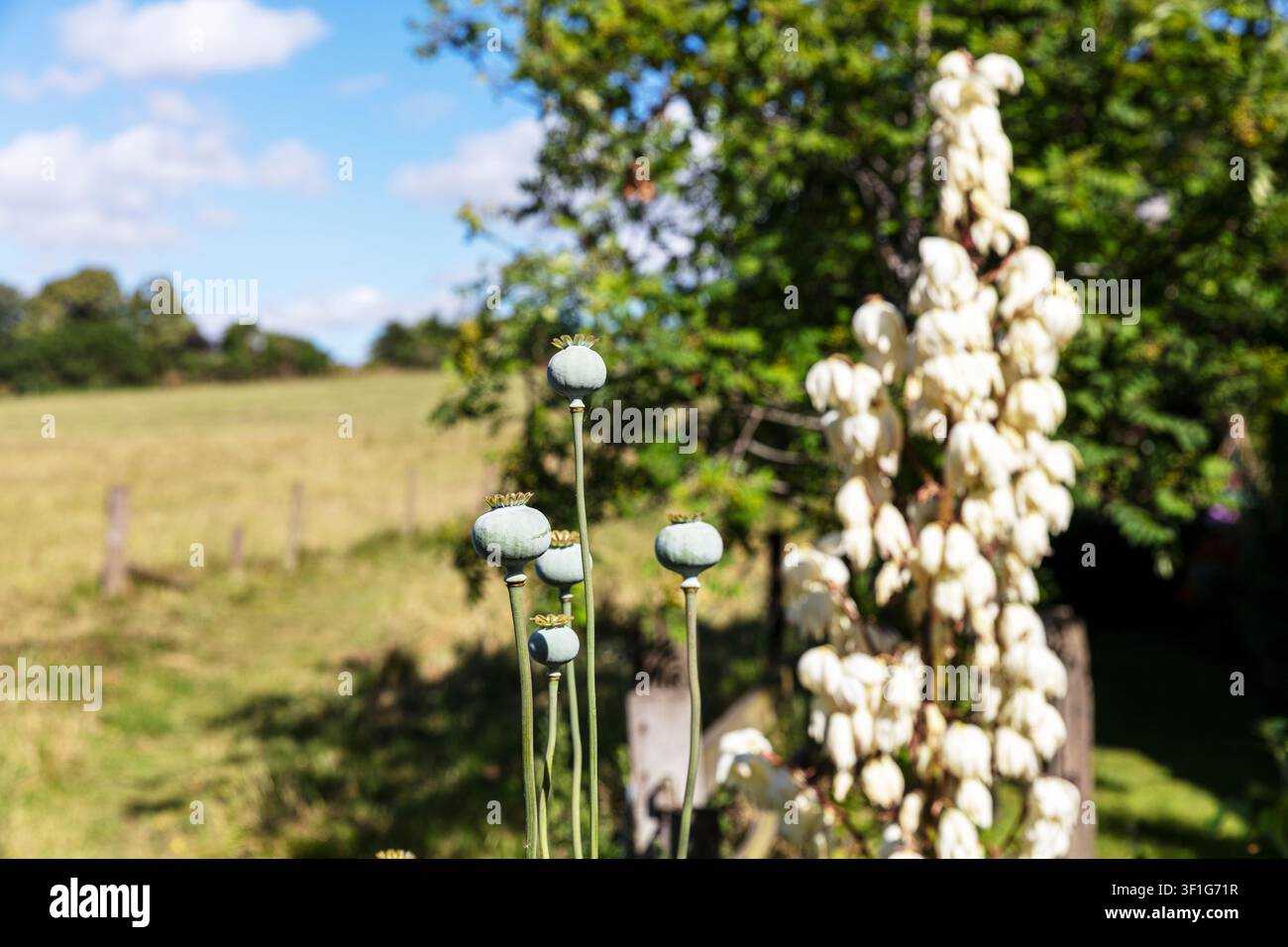 Tealby, Lincolnshire, UK, England, Eine Nahaufnahme von grünen Mohnkapseln, die auf hohen Stielen stehen, mit weiß blühenden Pflanzen im Hintergrund. Die Szene Stockfoto