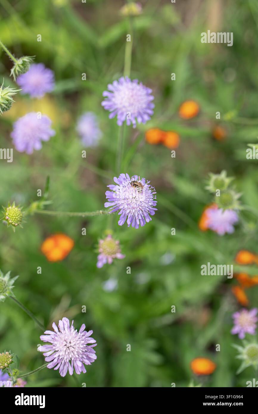 Bunte Wiese mit einer bestäubenden Biene auf Knautia arvensis. Stockfoto