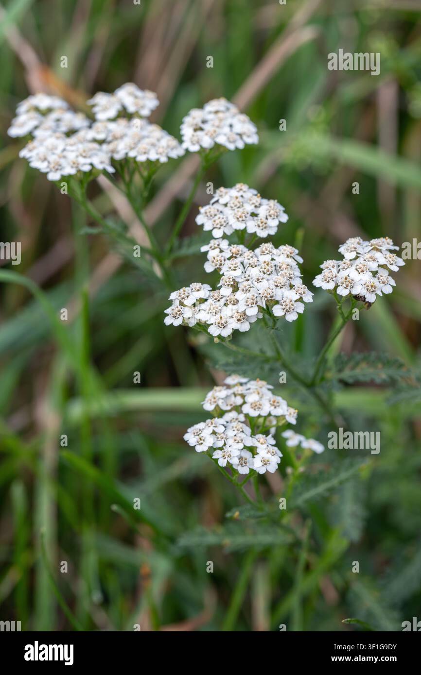 Eine blühende Schafgarbe (Achillea millefolium). Stockfoto