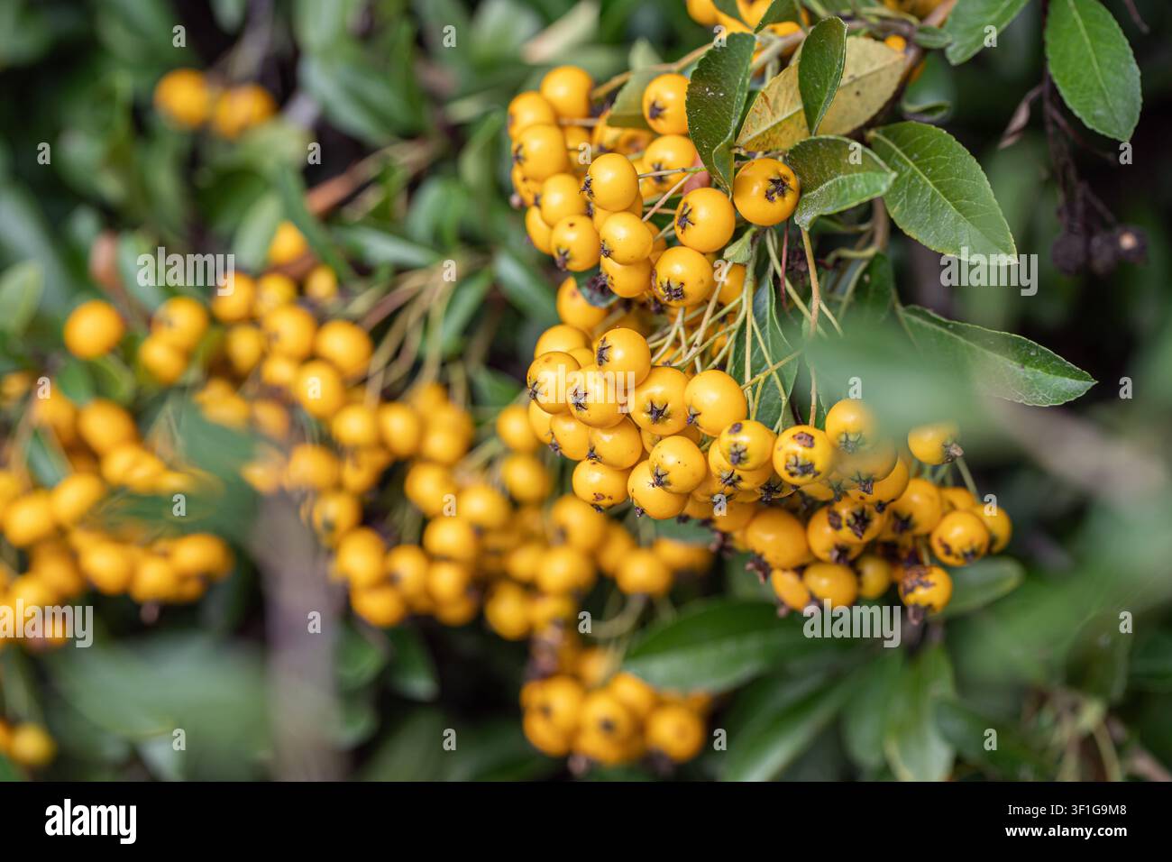 Feuerdornpflanze mit gelben Beeren (Pyracantha coccinea). Stockfoto