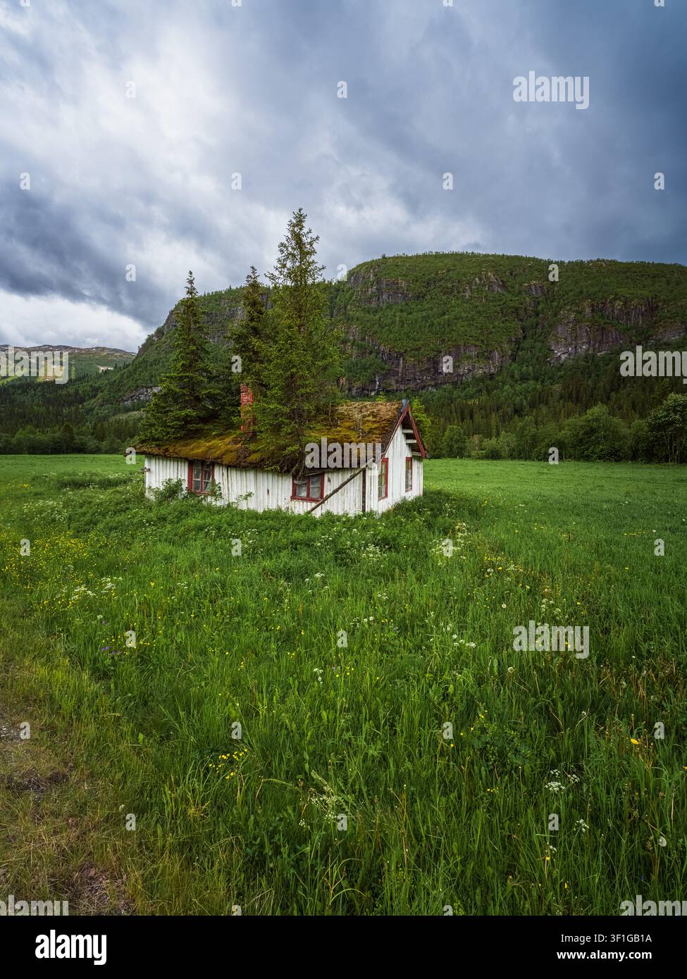 Ein verlassenes altes Haus in der Nähe von Hemsedal in der Provinz Buskerud, Norwegen, das langsam von der Natur zurückerobert wird. Bäume und Vegetation haben Wurzeln geschlagen auf th Stockfoto