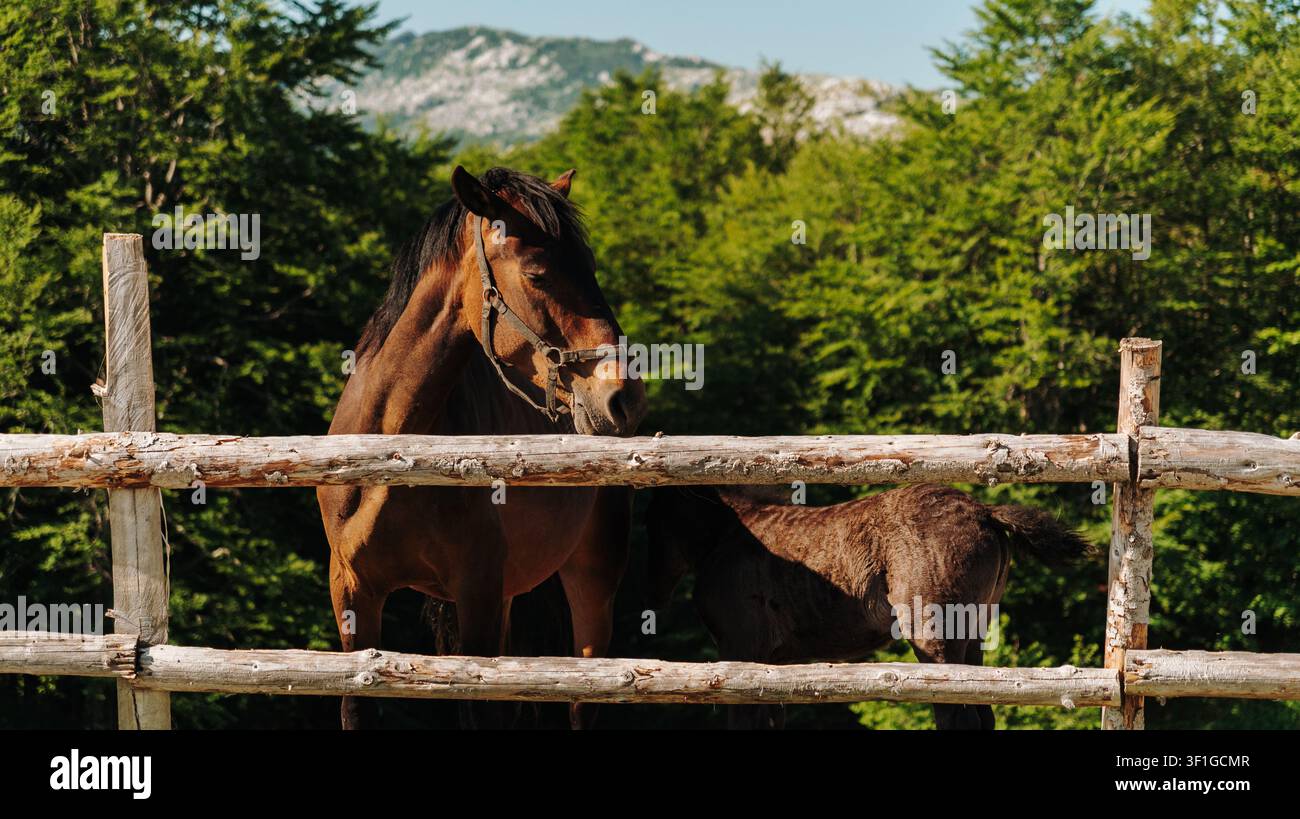 Erwachsenes Pferd steht neben seinem Fohlen hinter einem rustikalen Holzzaun. Friedliche ländliche Szene umgeben von grünen Bäumen an einem sonnigen Sommertag. Stockfoto