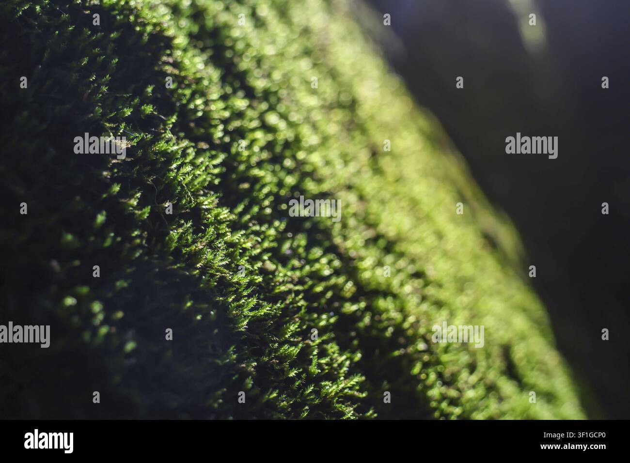 Eine moosgrüne Textur in der Nähe der Natur, Wald, weiches Sonnenlicht beleuchtet grünes Moos, das einen Baumstamm bedeckt, und erzeugt eine friedliche, detaillierte Textur und flache Tiefe Stockfoto
