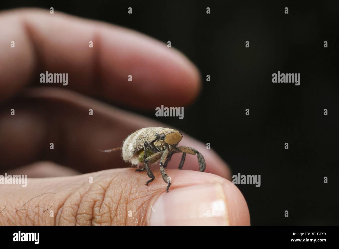 Ein kleiner Käfer sitzt auf einer Fingerspitze mit sanfter menschlicher Berührung, flache Tiefenschärfe und sanftes natürliches Licht vermitteln eine zarte Interaktion und Neugier Stockfoto