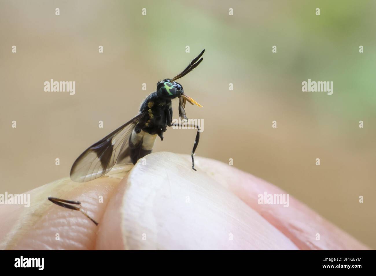 Eine kleine schwarze Wespe mit grün gemustertem Kopf, der auf einer Fingerspitze sitzt, zarte Flügel und Fühler in scharfer Makroaufnahme, die die zerbrechliche natürliche Interaktion verdeutlicht Stockfoto