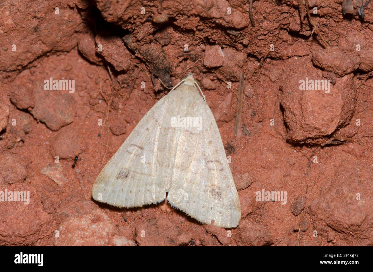 Vetch Looper Moth, Caenurgia chloropha, weiblich Stockfoto