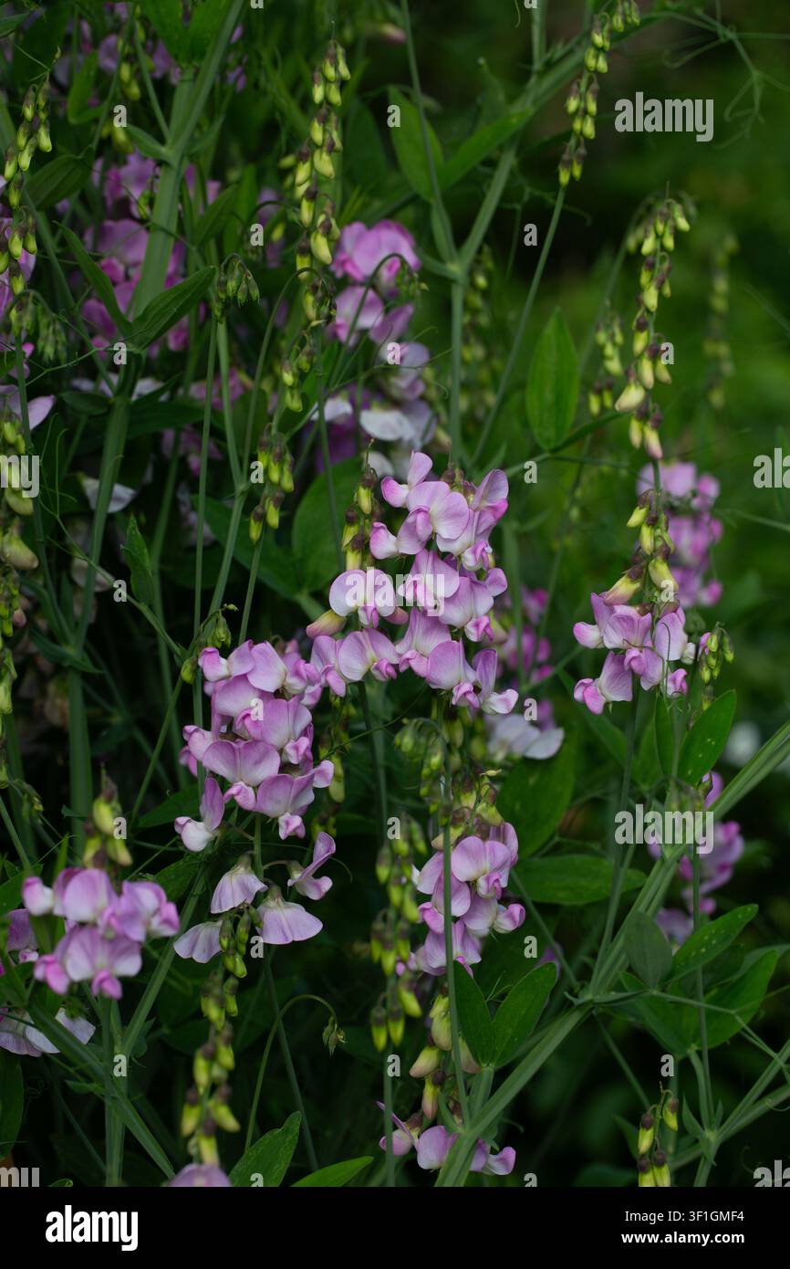 Blasslila Lathyrus latifolius, breitblättrige Immergrüne Erbsenpflanze Stockfoto