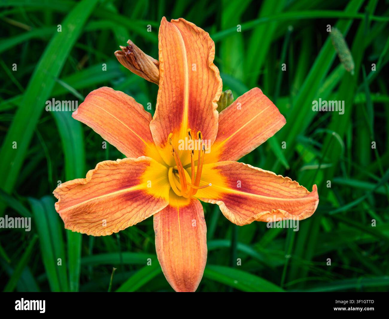 Hemerocallis fulva, allgemein bekannt als gelbbraune Taglilie oder Grabenlilie. Stockfoto