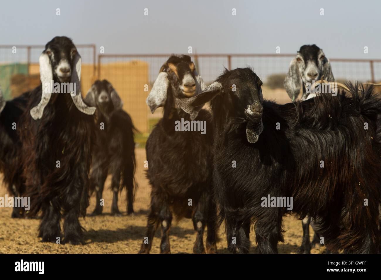 Herde schwarzer Ziegen mit langen Schlappohren auf einem Viehof in Saudi-Arabien Stockfoto