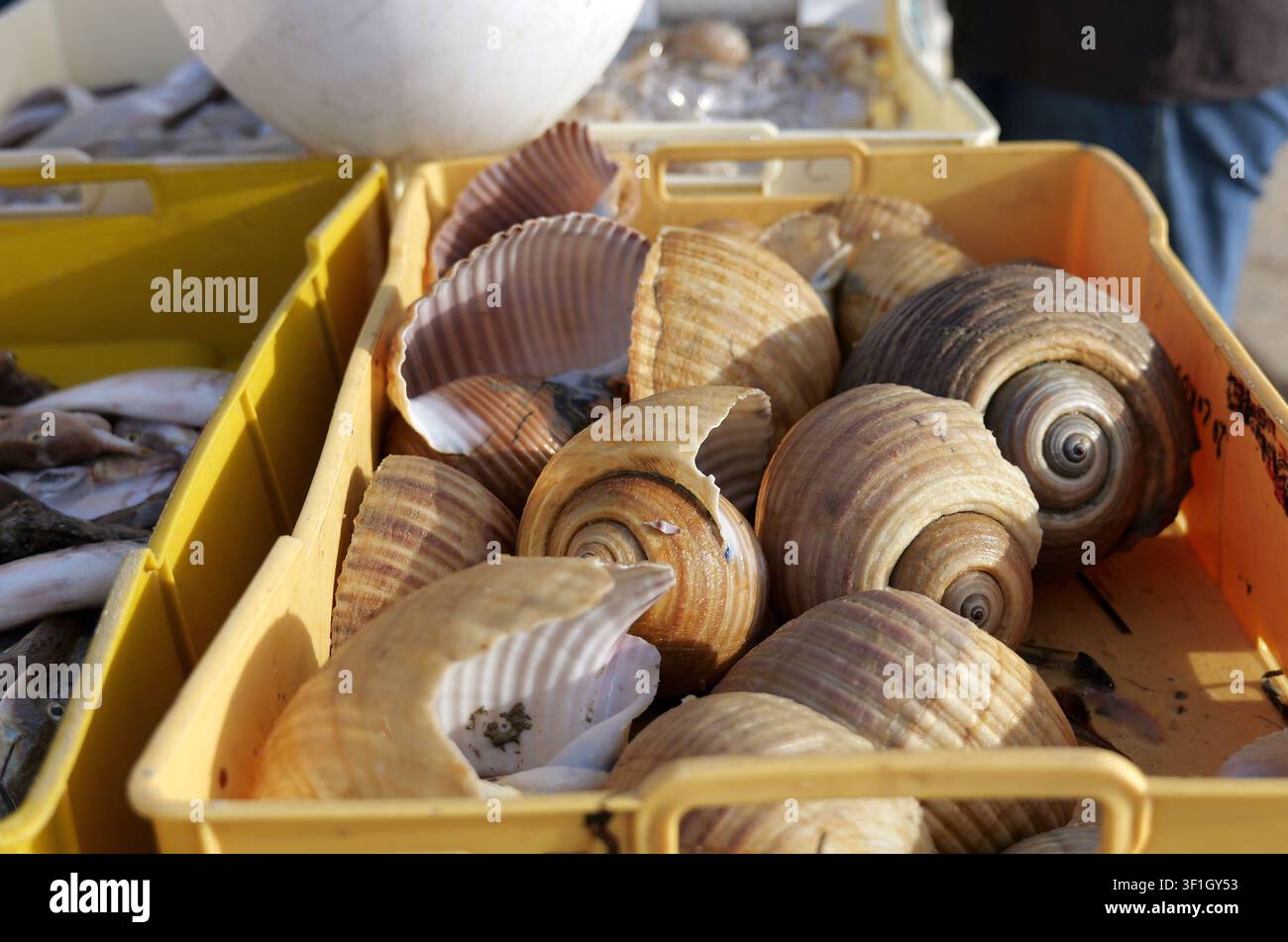 Meeresmuscheln in einer gelben Plastikbox auf einem Fischmarktstand, mit frischem Fisch im Hintergrund. Italien, Apulien, Molfetta, 21. Juli 2025 Stockfoto