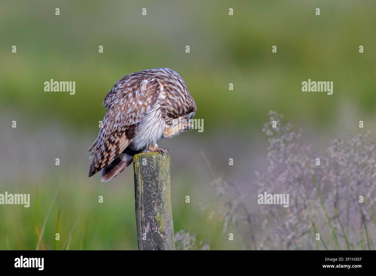 Kurzohlohreule (Asio flammeus) adult sitzt auf Zaunpfahl entlang des Feldes und putzt ihre Fußfedern im Spätfrühling / Frühsommer Stockfoto