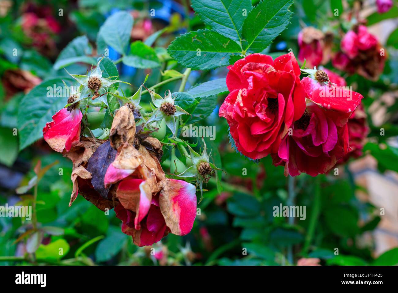 Welkende rote Rosen. Verändlicher Naturzyklus und botanischer Gartenhintergrund. Verblühende karminrote Blüten mit trockenen Kelchblättern und grünem Laub im Freien Stockfoto