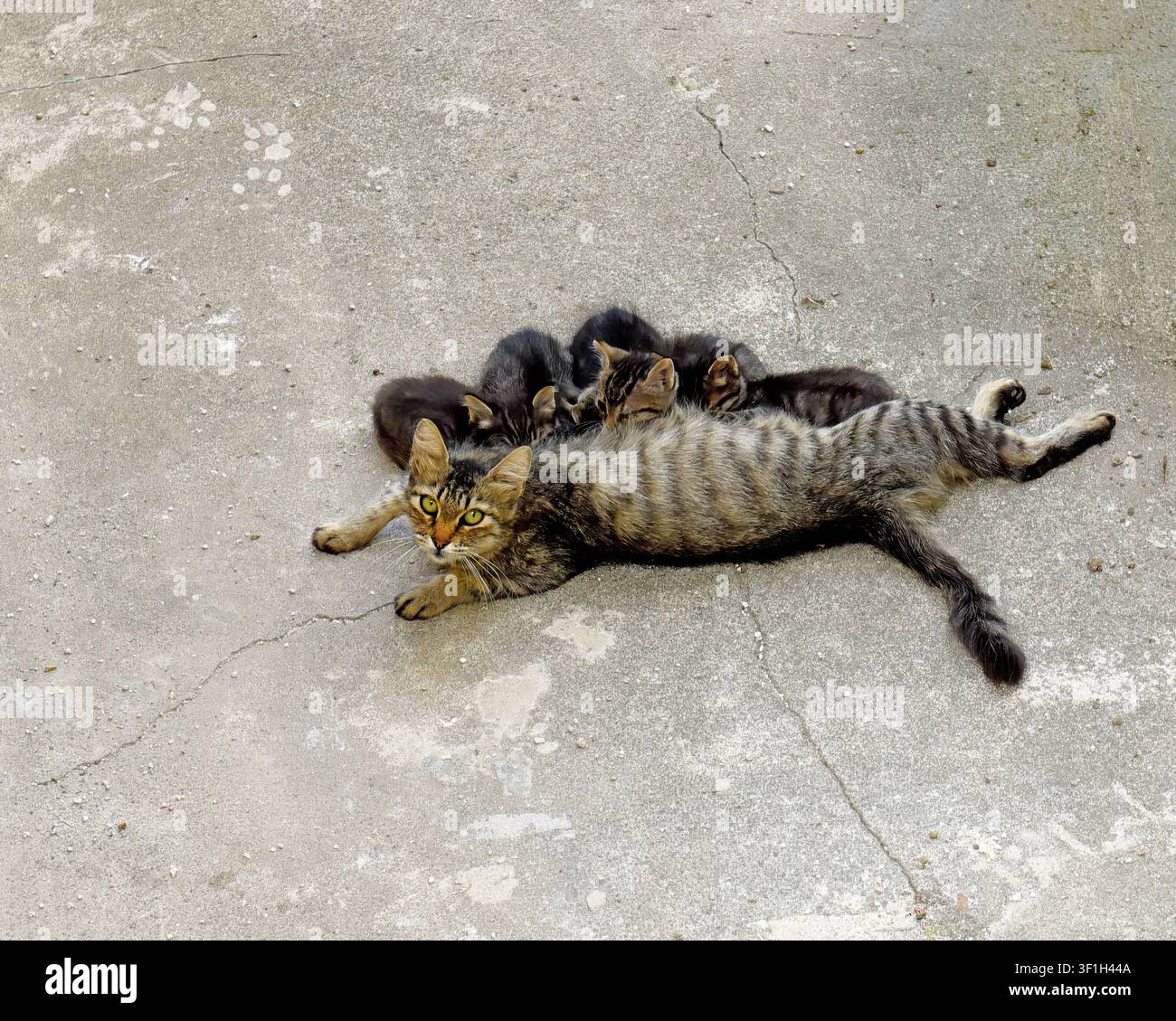 Herrenlose getigerte Mutterkatze liegt auf Betonboden und säugt ihre niedlichen Neugeborenenkätzchen auf einer Straße in Kuzguncuk, Istanbul, Türkei. Stockfoto