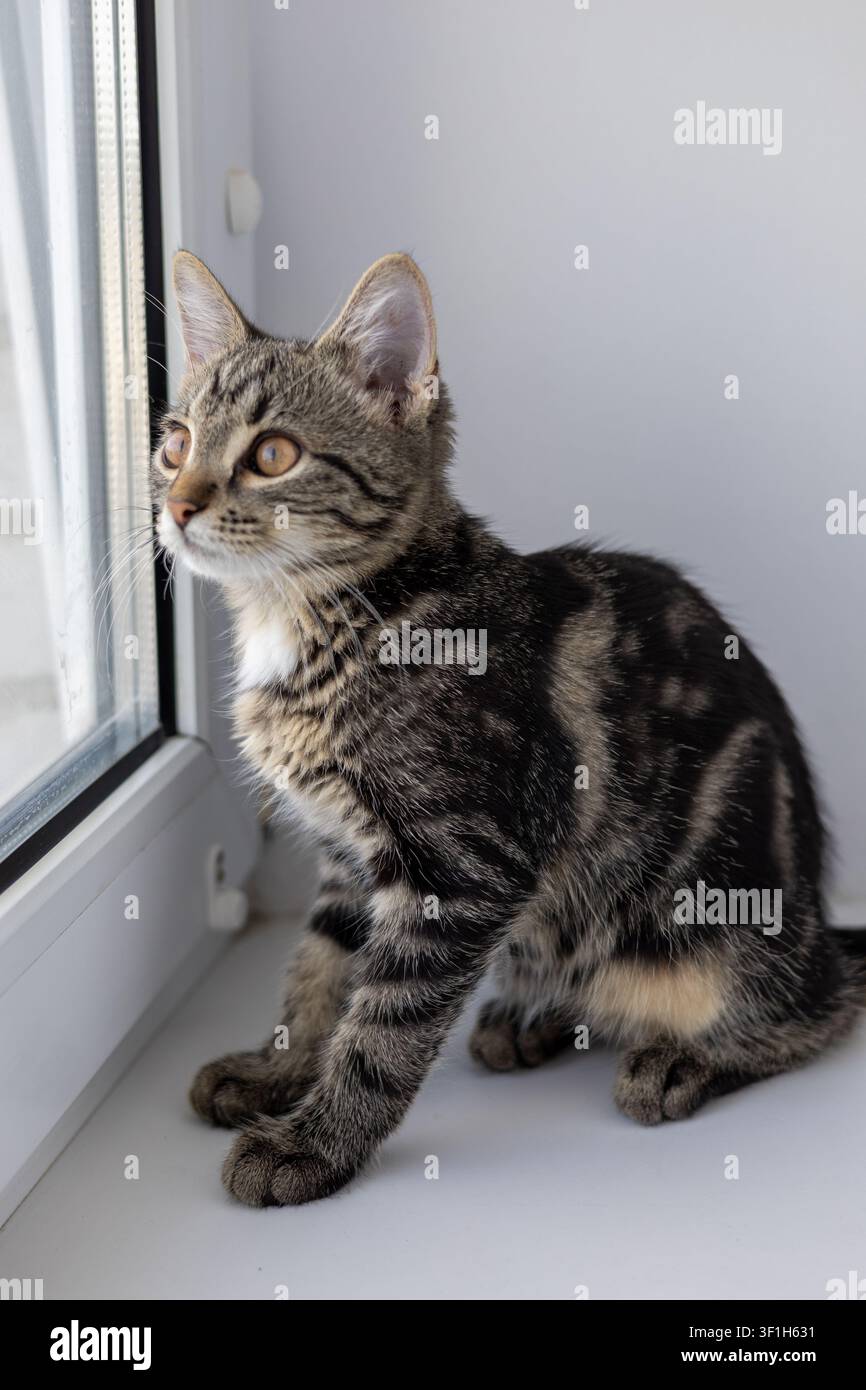 Eine niedliche Hauskatze auf der Fensterbank Stockfoto