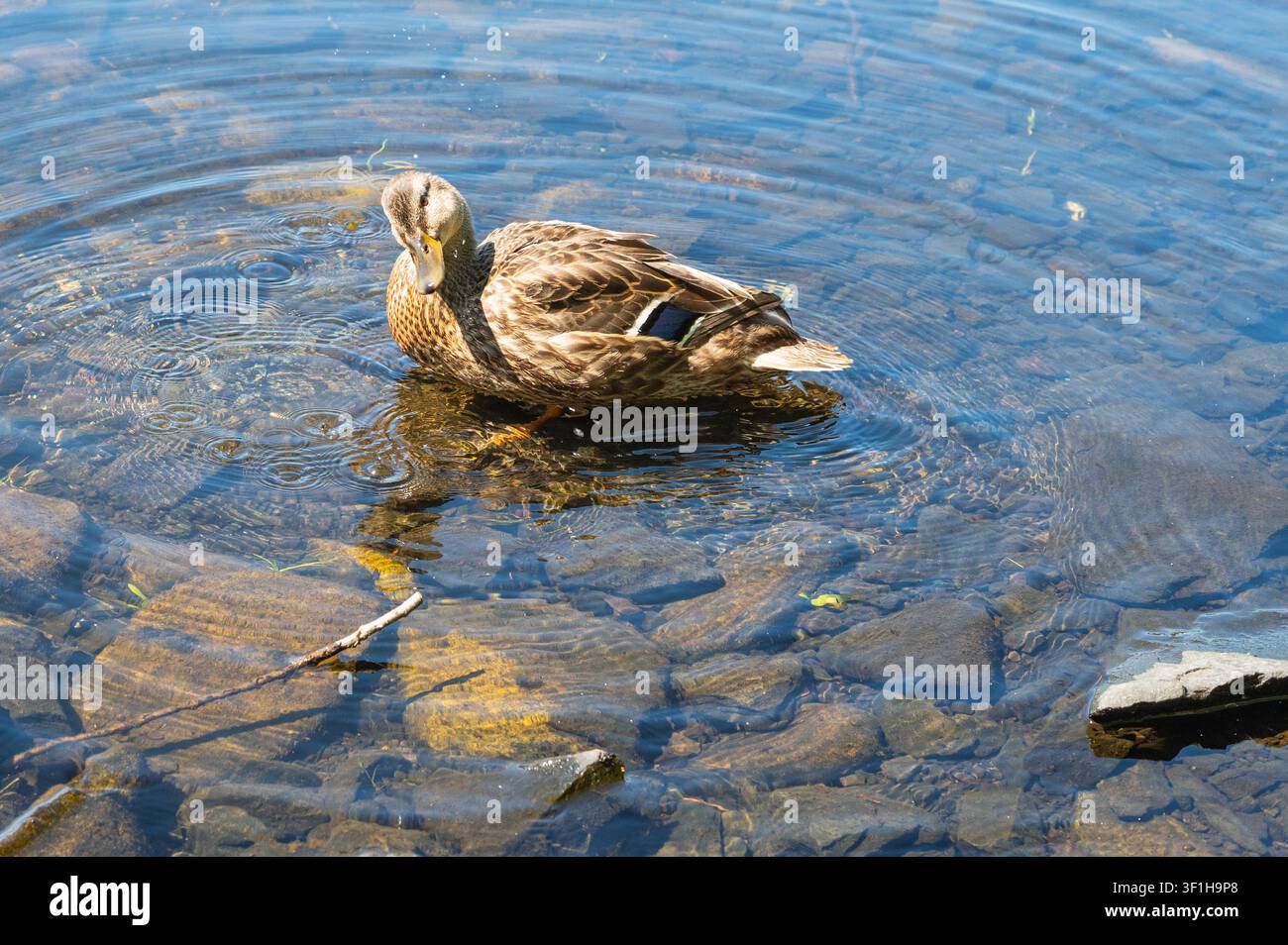 Friedliche Wildtierszene einer Wildente auf einer ruhigen Süßwasserfläche. Stockfoto