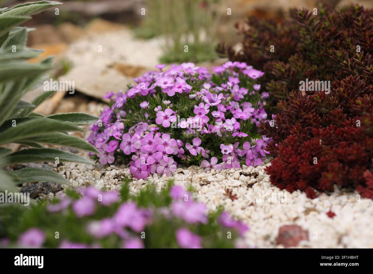 Lila Phlox douglasii 'Eva' in einem Steingarten, Felswüchslandschaftsgestaltung Stockfoto