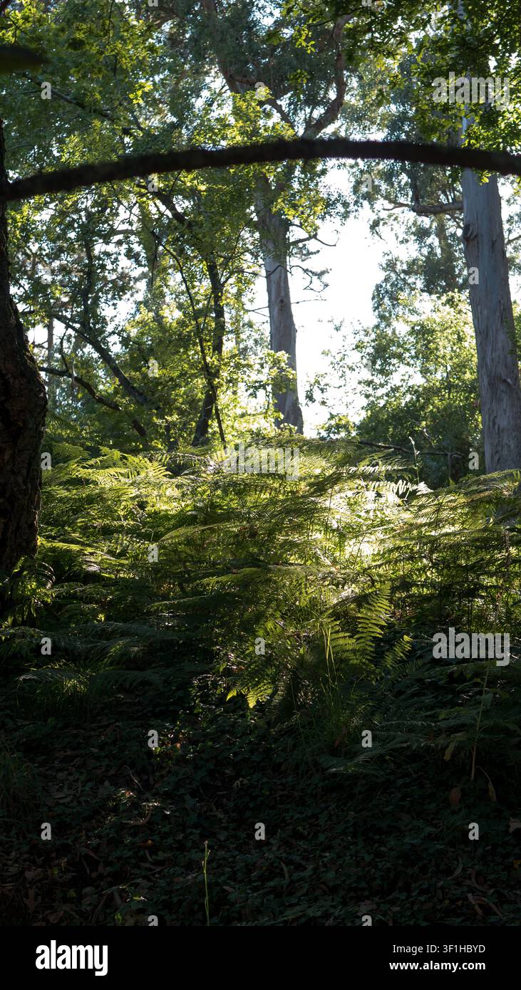 üppiges Farngewuch unter hoch aufragenden Eukalyptusbäumen im Waldland Stockfoto