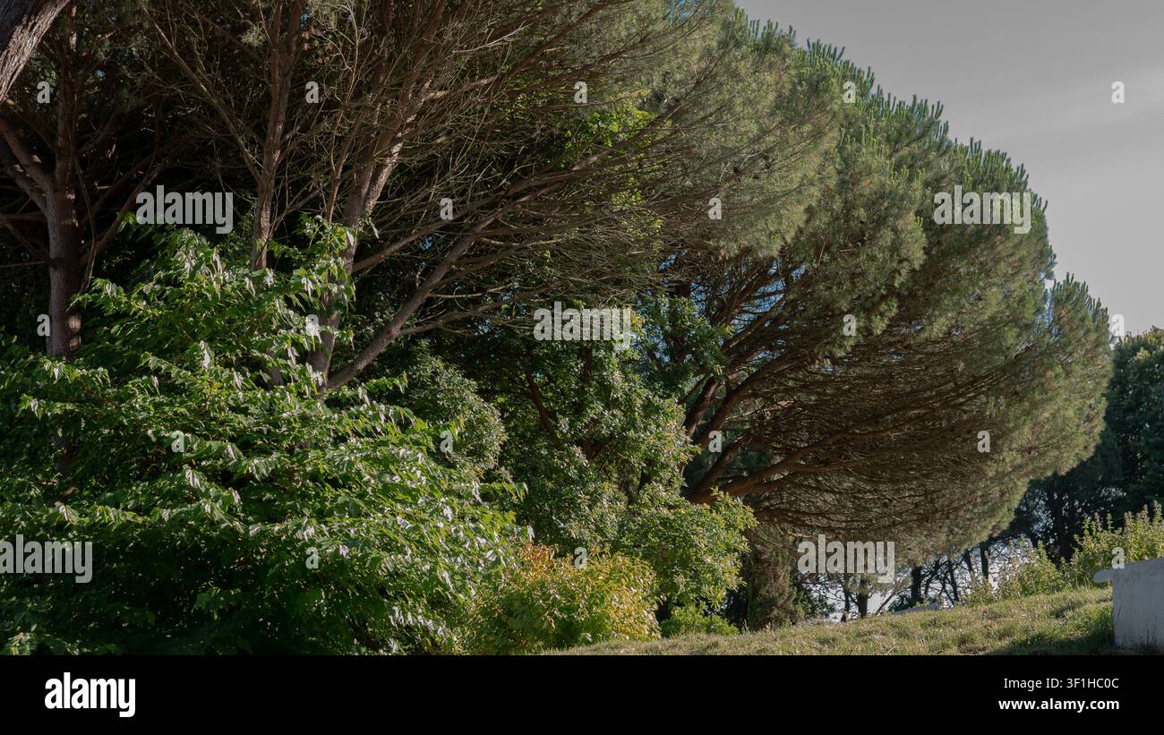 Mediterrane Kiefern mit dichtem immergrünem Kronendach auf sonnigem Hügel Stockfoto