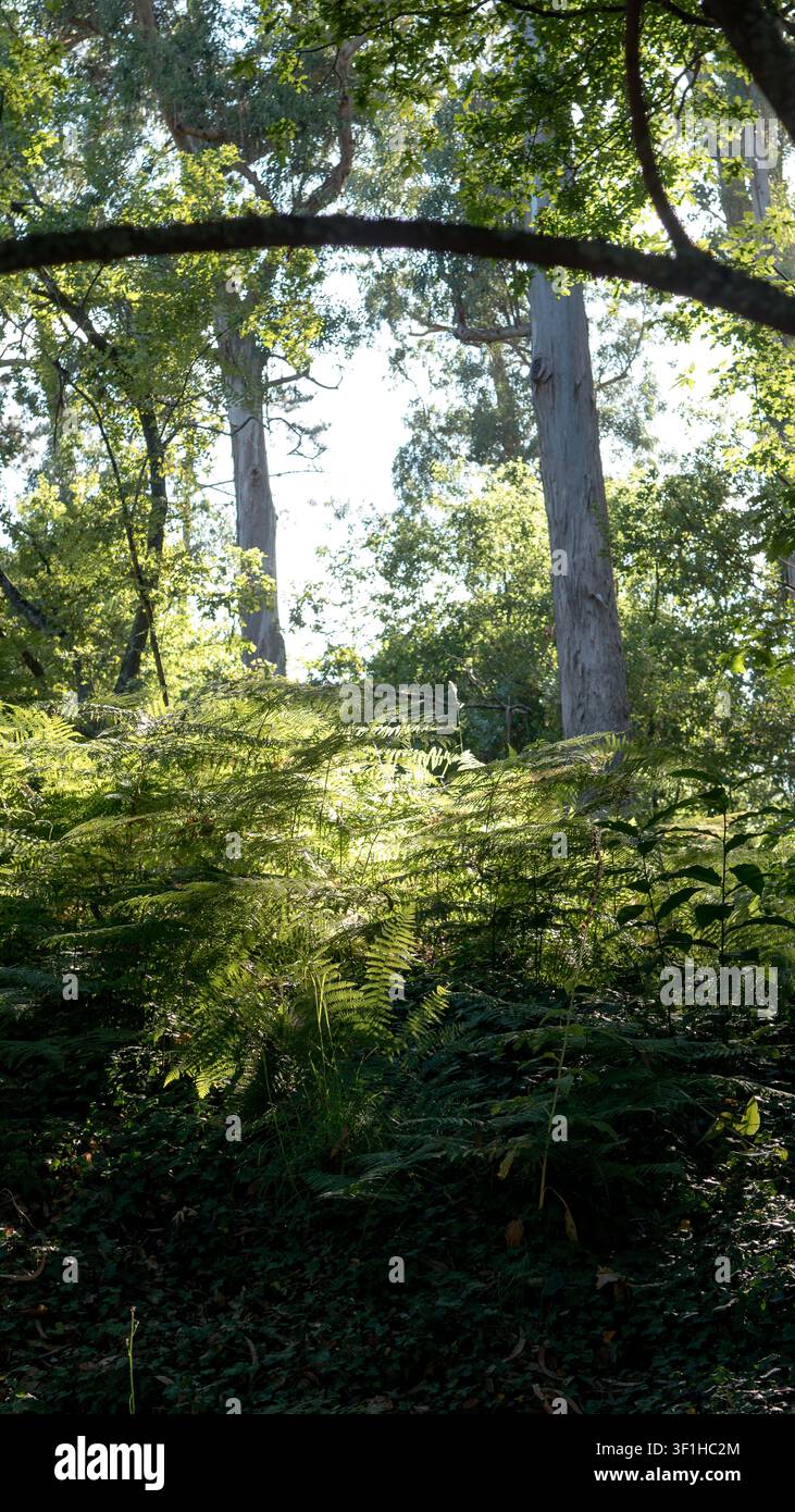 üppiges Farngewuch unter hoch aufragenden Eukalyptusbäumen im Waldland Stockfoto