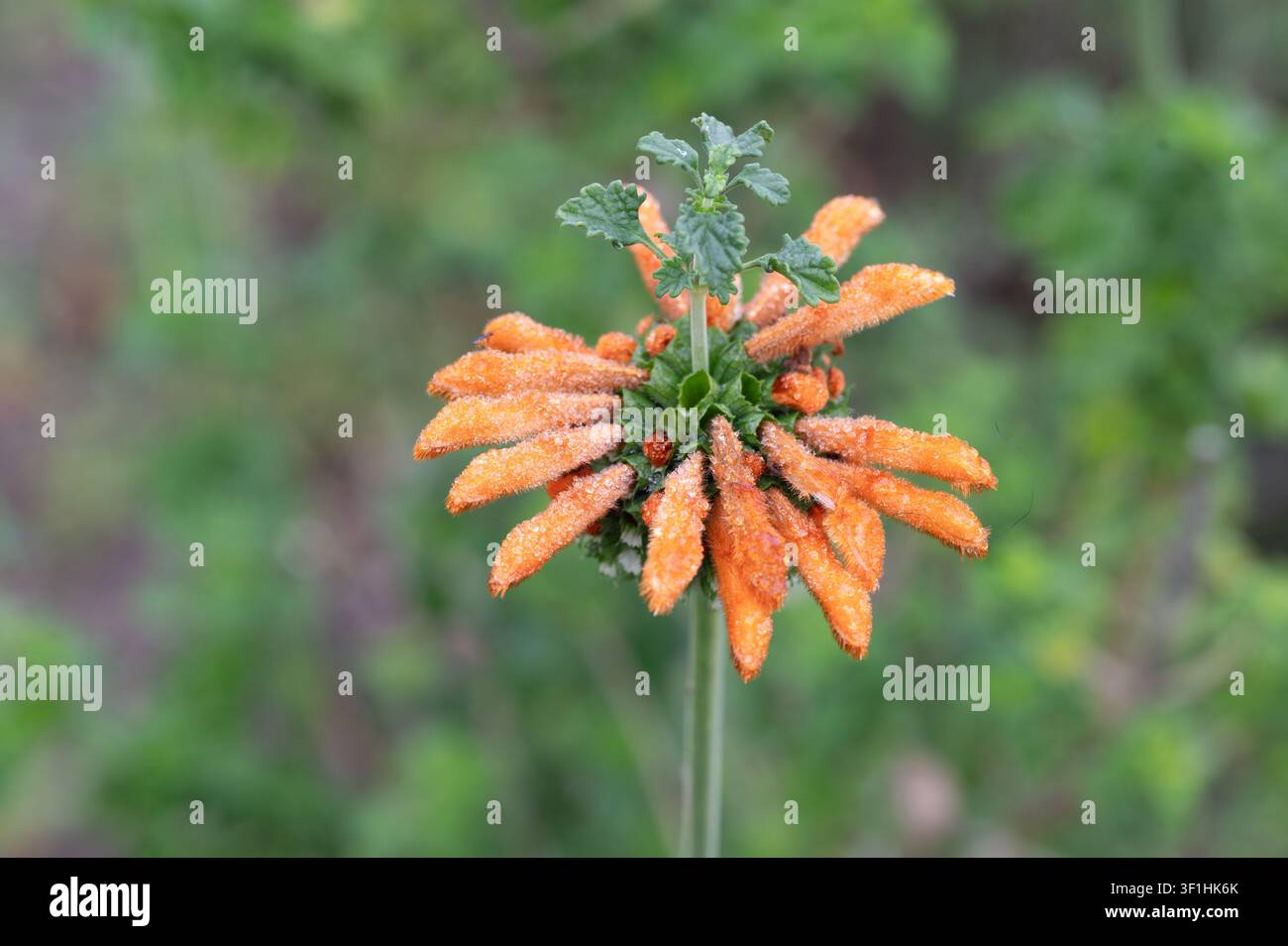 Eine auffällige orangefarbene Wildblume, wahrscheinlich ein Löwenohr oder eine ähnliche Art mit röhrenförmigen Blütenblättern, zeigt haarige, längliche Blütchen, die von einem grünen Grund ausstrahlen Stockfoto
