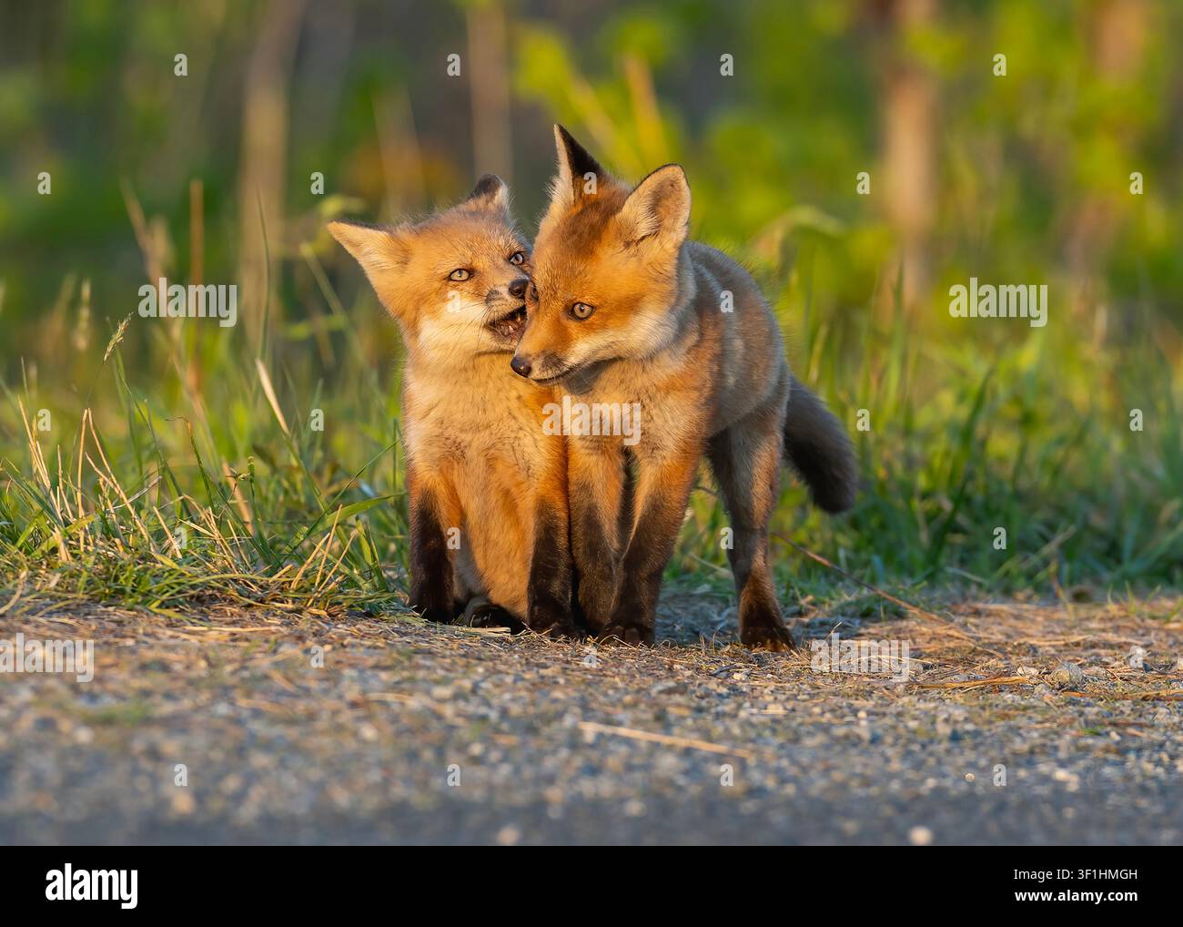 Ein zarter Moment zwischen zwei jungen Rotfüchsen. Stockfoto
