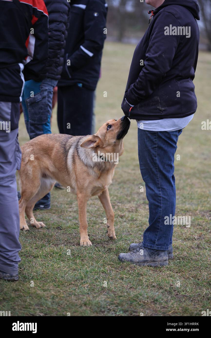 Deutscher Schäferhund, der sich während eines Verhaltenstrainingkurses in einer Hundeschule mit einer Gruppe von Menschen sozialisiert Stockfoto