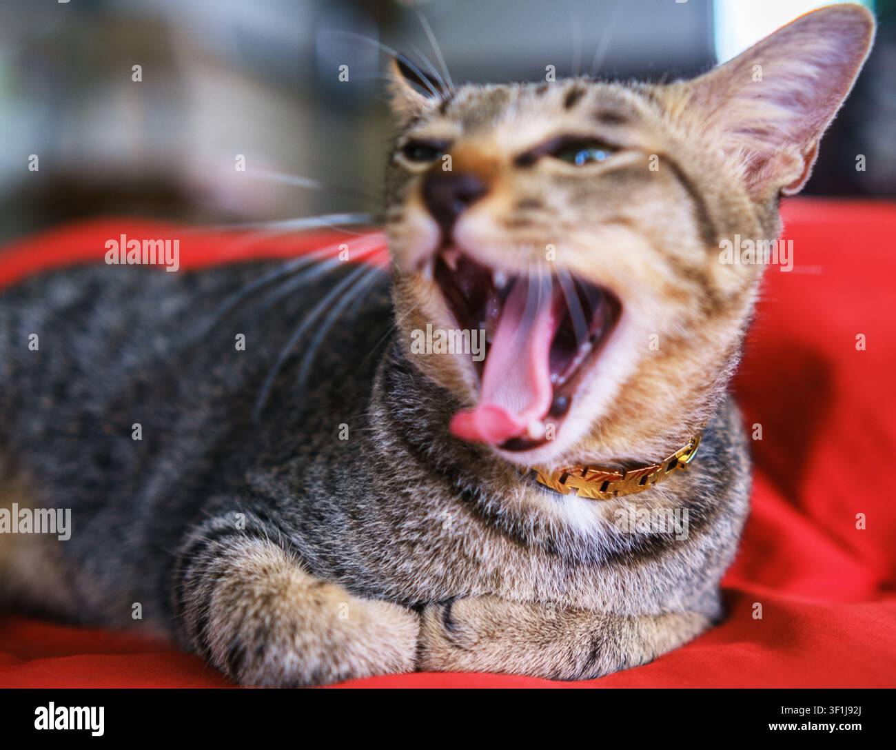 Tabby-Kater gähnt mit goldenem Halsband auf rotem Kissen Stockfoto
