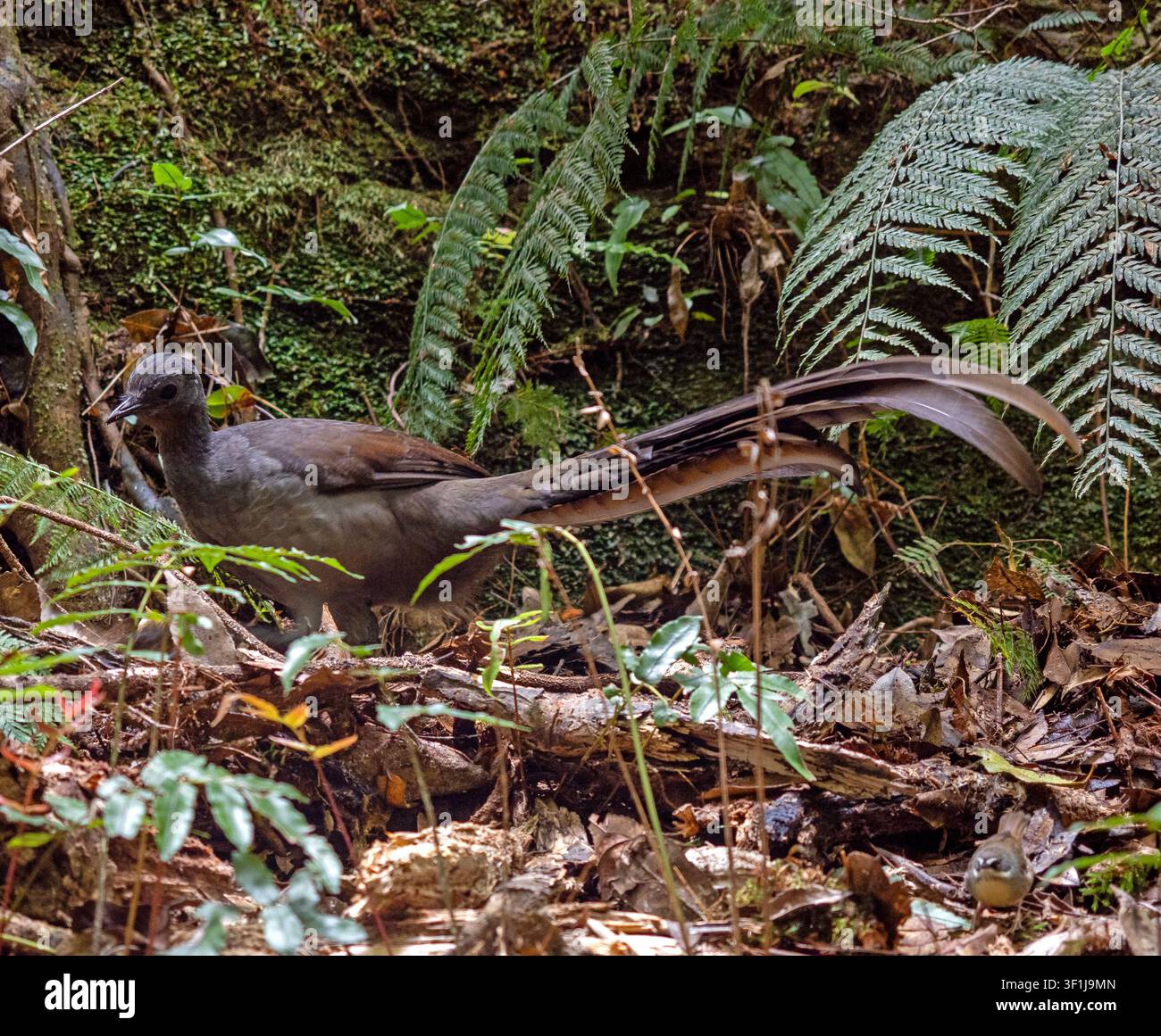 Liebvogel im Blue Mountains Nationalpark Stockfoto
