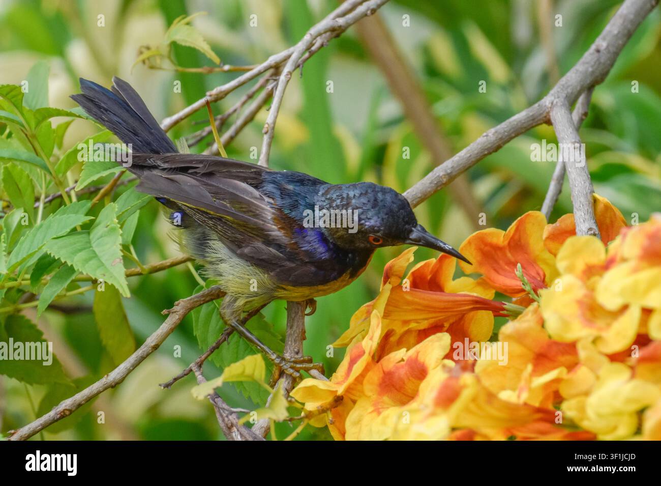 Ein braunkehliger Sonnenvogel, der sich von Tecoma-Orange-Jubiläumsblüten ernährt. Fotografiert im westlichen Teil von Singapur. Stockfoto