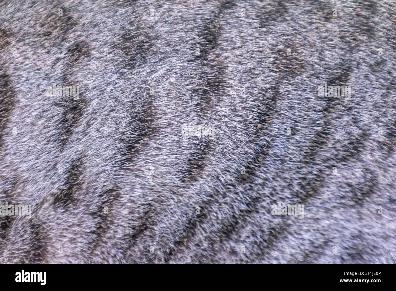 Weiche graue Kunstpelztextur mit dichten Plüschfasern, die eine gemütliche, luxuriöse Oberfläche schaffen, ideal für Hintergrundtextilpolsterstoff und Innendesign Stockfoto