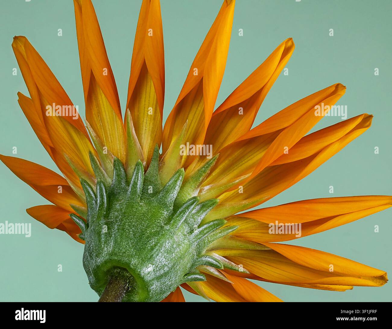 Rückseite einer Gazania rigens-Blüte, heimisch in Küstengebieten im Süden Afrikas. Stockfoto