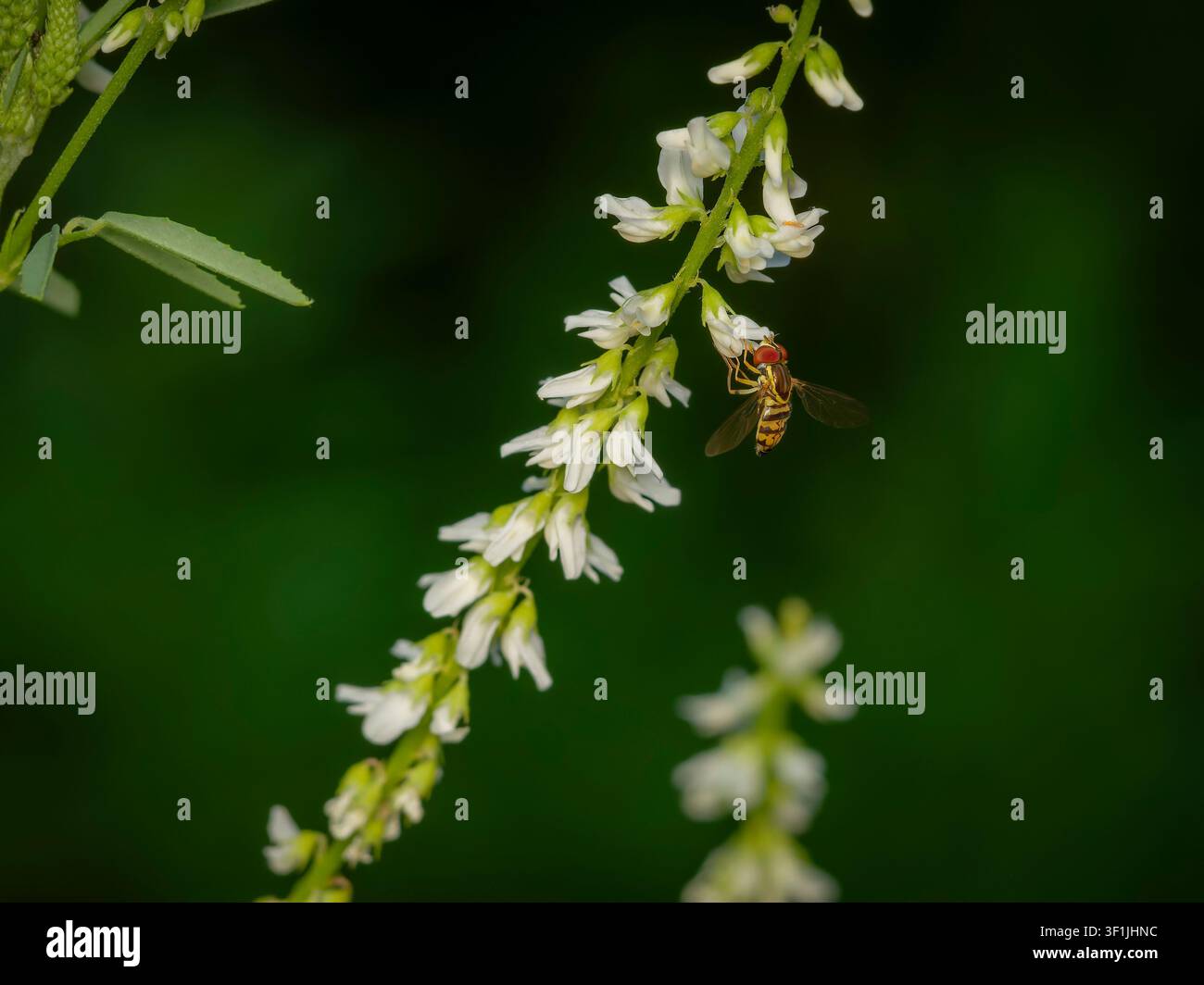 Makro-Nahaufnahme einer Schwebfliege mit roten Augen, die Nektar aus kleinen weißen Süßklee-Blüten sammelt, vor einem dunklen grünen unscharfen Hintergrund Stockfoto