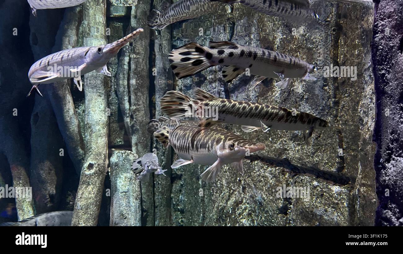 Süßwasserfische schwimmen in einem großen Aquariumbaum. - Smartphone-aufgenommenes Stockfoto