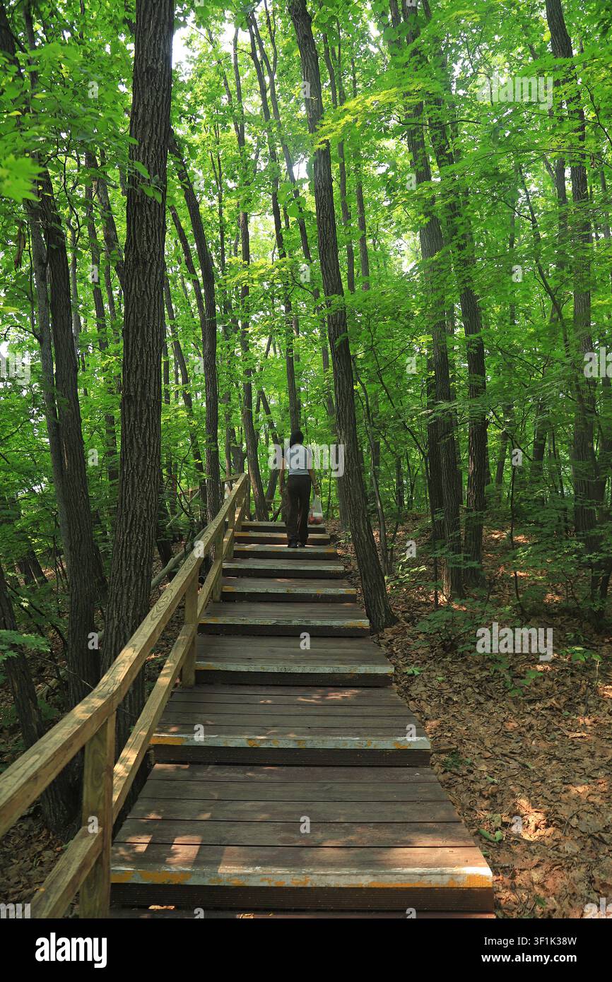 Eine Aufsicht auf eine rustikale Holztreppe, die sich durch einen dichten, sonnendurchfluteten Wald windet. Ein einsamer Wanderer steigt die Stufen hinauf, umgeben von hohen, belaubten Bäumen Stockfoto