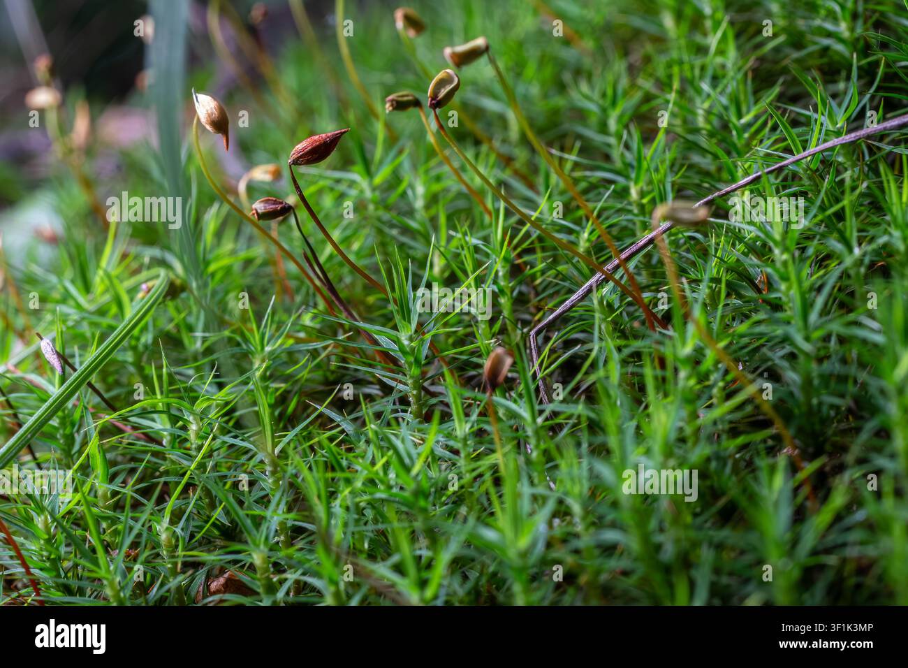 Polytrichum commune, Gewöhnliches Haarmoos, Großes Goldhaarmoos. Hohes Moos, das einem winzigen Tannenbaum ähnelt Polytrichum commune, Gewöhnliches Haarmoos, Großes Goldilo Stockfoto